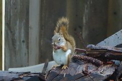 Tamiasciurus hudsonicus