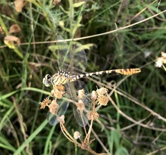 Onychogomphus flexuosus