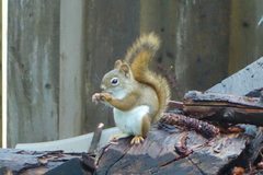 Tamiasciurus hudsonicus