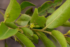 Maytenus peduncularis