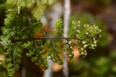 Hymenophyllum dentatum