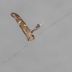 Caloptilia triadicae