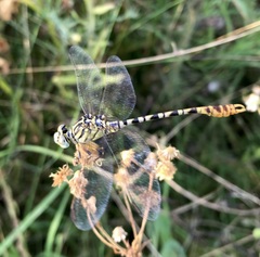 Onychogomphus flexuosus