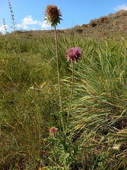 Carduus nutans leiophyllus