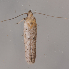 Obithome punctiferella