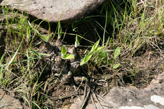 Merwilla plumbea