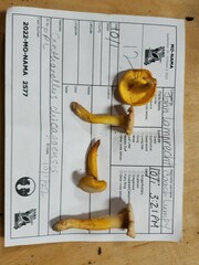 Cantharellus chicagoensis