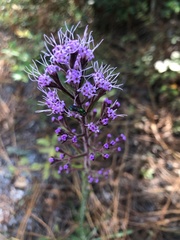Carphephorus paniculatus