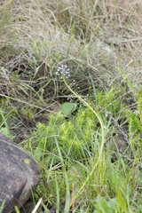 Merwilla plumbea