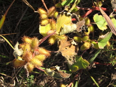 Xanthium orientale