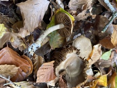 Collybiopsis peronata