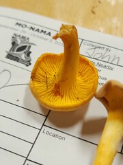 Cantharellus chicagoensis