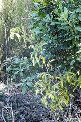 Monanthotaxis caffra