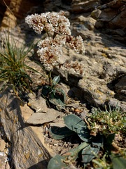 Goniolimon speciosum