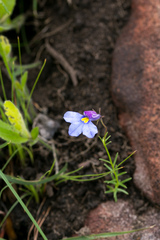 Monopsis decipiens