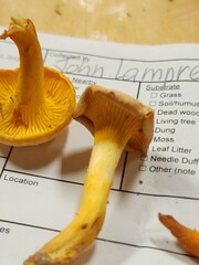 Cantharellus chicagoensis