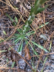 Carphephorus paniculatus