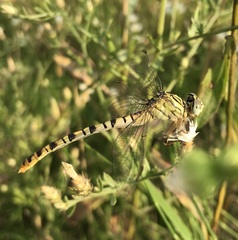 Onychogomphus flexuosus