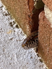 Pantherophis guttatus