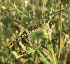 Onychogomphus flexuosus