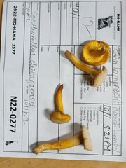 Cantharellus chicagoensis