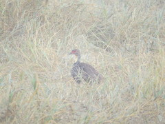 Pternistis leucoscepus