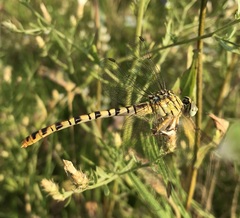 Onychogomphus flexuosus