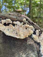 Radulomyces