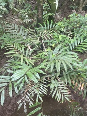 Acrostichum speciosum