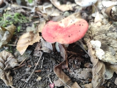 Russula luteotacta