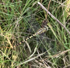Onychogomphus flexuosus