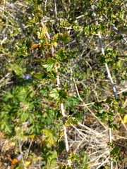 Ribes aciculare