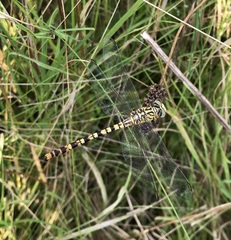 Onychogomphus flexuosus