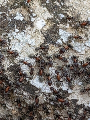 Liometopum microcephalum