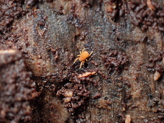 Rhagidiidae