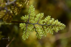 Hymenophyllum dentatum