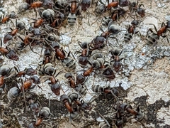 Liometopum microcephalum