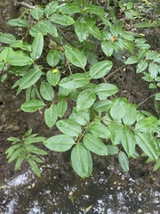 Xylocarpus moluccensis