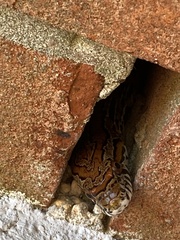 Pantherophis guttatus