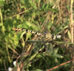 Onychogomphus flexuosus