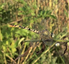 Onychogomphus flexuosus