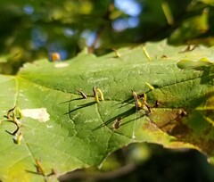 Vasates aceriscrumena