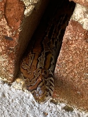 Pantherophis guttatus
