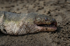 Hydrophis schistosus