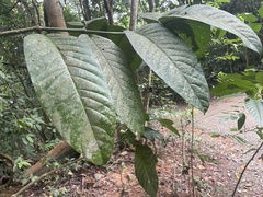 Utania nervosa
