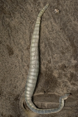 Hydrophis schistosus