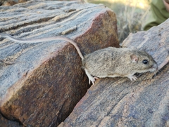 San Diego Pocket Mouse photo 3