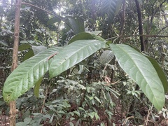 Utania nervosa