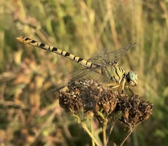 Onychogomphus flexuosus