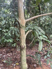Utania nervosa